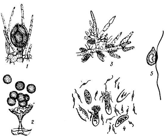 Антеридий рисунок (45 фото)