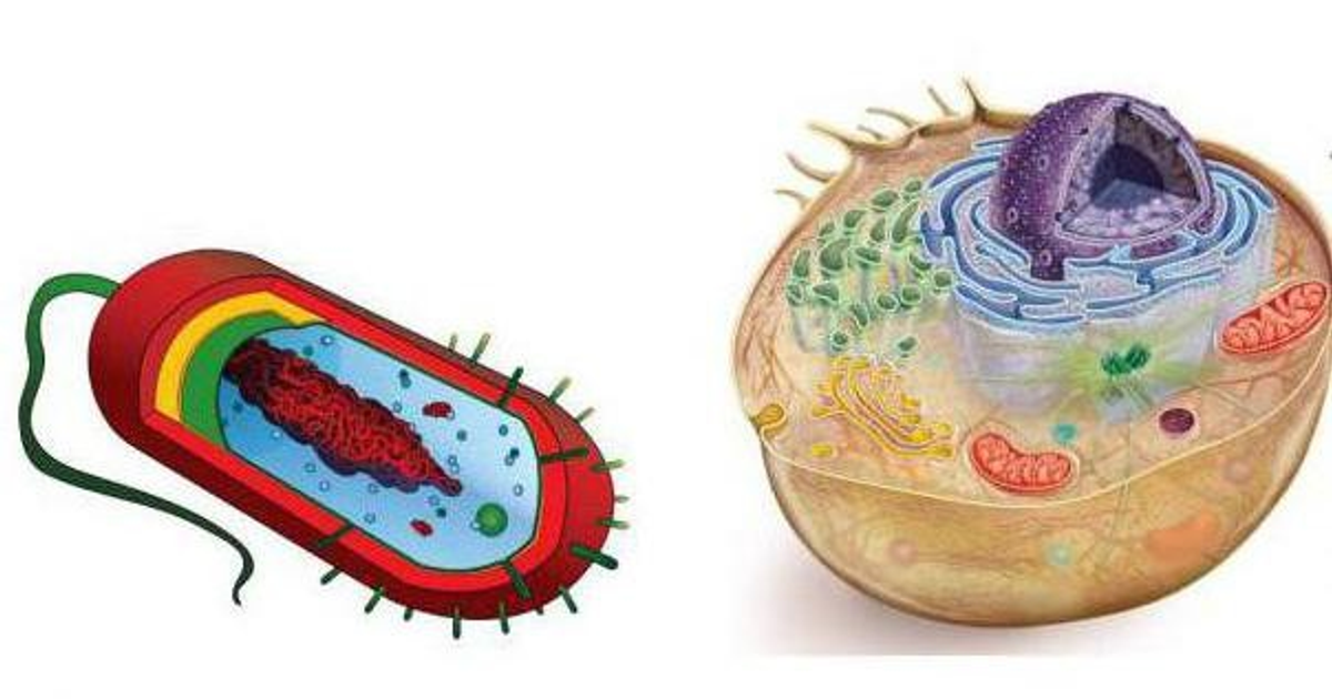 Органоиды клетки прокариотов