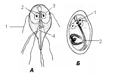 Вегетативная форма лямблии