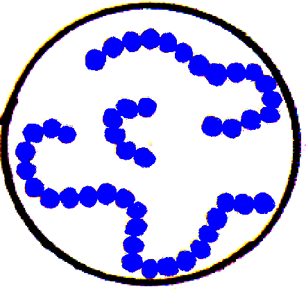 Кокки микрококки