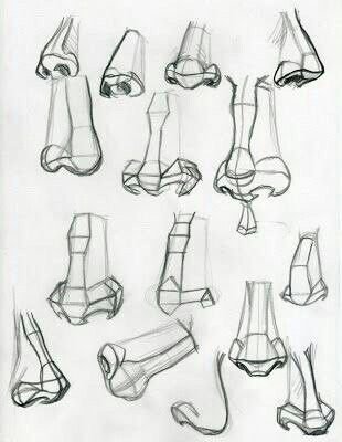 Нос анатомия для художников Баммес