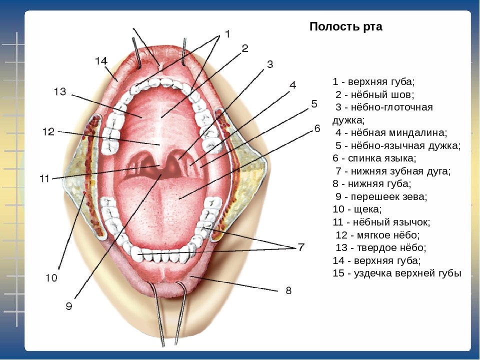 Передняя полость рта. Строение ротовой полости на латыни. Зев ротовой полости строение. Зев небные миндалины и дужки. Передние и задние небные дужки.