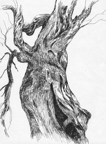 Осеннее дерево раскраска