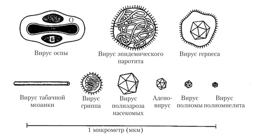 Вирусы форма строение. Схема строения вириона оспы:. Вирус натуральной оспы строение. Формы вирионов вируса оспы. Вирус оспы рисунок строение.