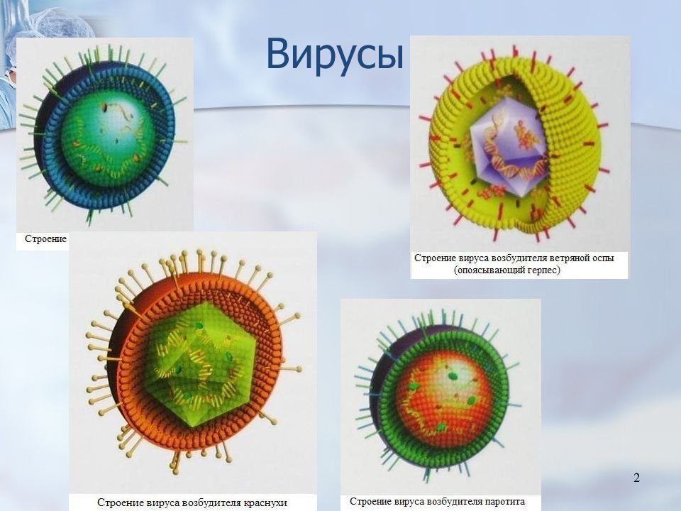 4 строение вирусов. Строение вируса. Структура вируса. Вирус оспы строение. Строение клетки вируса.