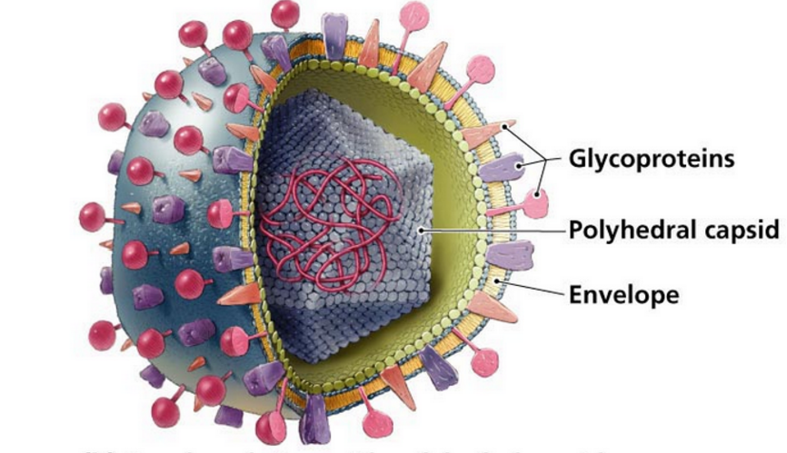 Есть ли у вирусов клетки. Вирус оспы строение. Вирусная клетка. Изображение вируса гриппа.