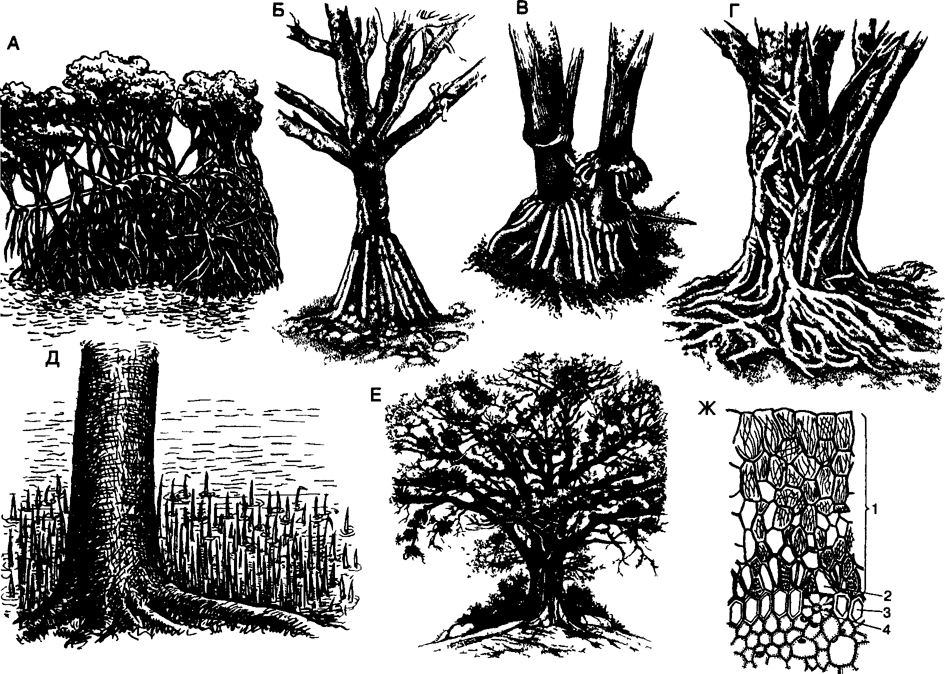 Столбовидные корни. Ходульные корни. Ходульные корни кукурузы. Воздушные корни чб. Ходульные корни рисунок.