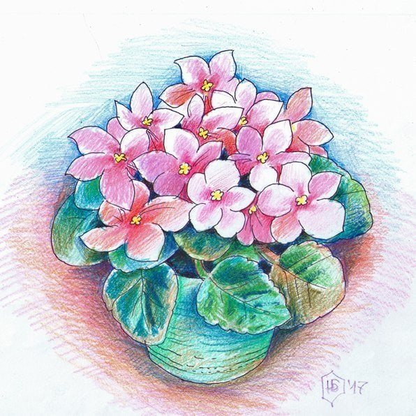 Фиалка узамбарская рис