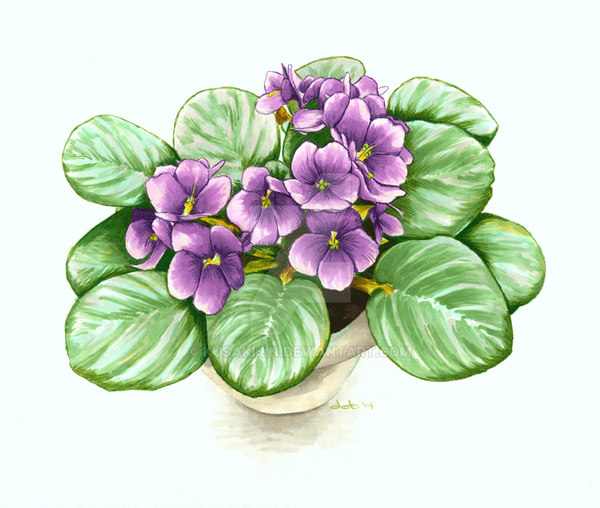 Комнатные растения раскраска