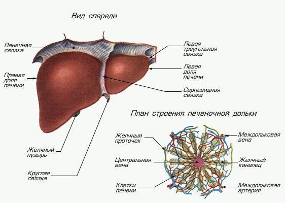 Строение печени и печеночной дольки