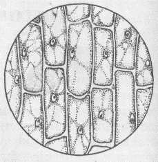 Клетки эпидермиса лука строение