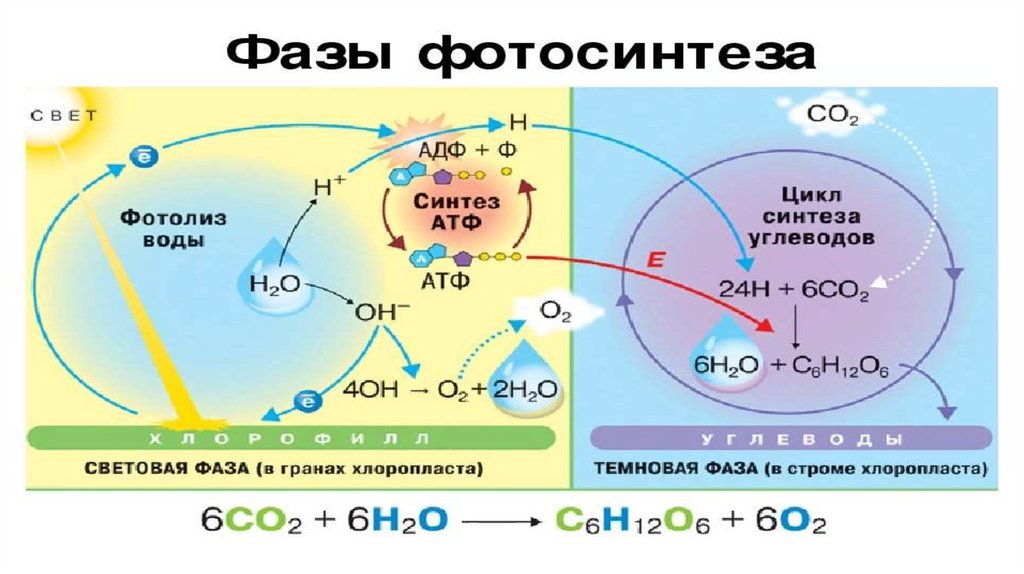 Хлоропласт темновая фаза. Световая и темновая фаза фотосинтеза. Фотосинтез порядок схема. Фотосинтез схема кратко. Схема световой фазы фотосинтеза 10 класс.