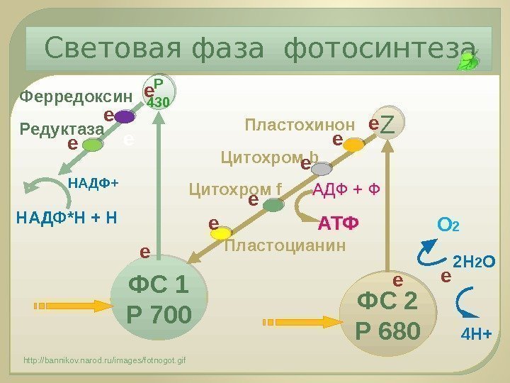Таблица реакции фотосинтеза. Схема световой фазы фотосинтеза 10 класс. Световая фаза фотосинтеза 10 класс. Свитова ваза фотоситос биология 10класс. Процесс фотосинтеза световая фаза схема.