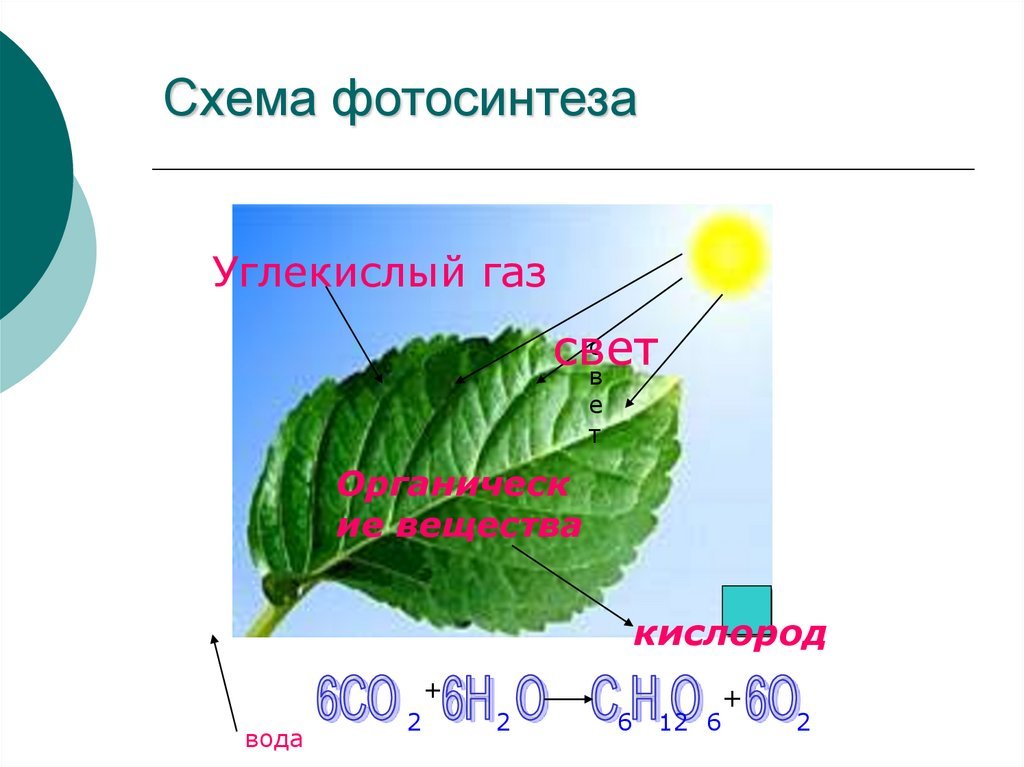Нужен ли свет при фотосинтезе. Схема фотосинтеза 6. Схема фотосинтеза схема. Схема фотосинтеза у растений. Фотосинтез рисунок схема.