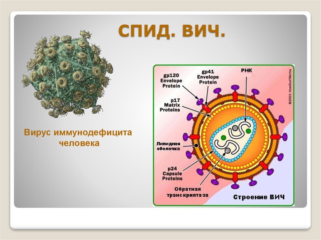 Вич биология. ВИЧ структура вириона. Схема строения вириона ВИЧ. Схема строения вируса иммунодефицита человека. Строение клетки вируса СПИДА.