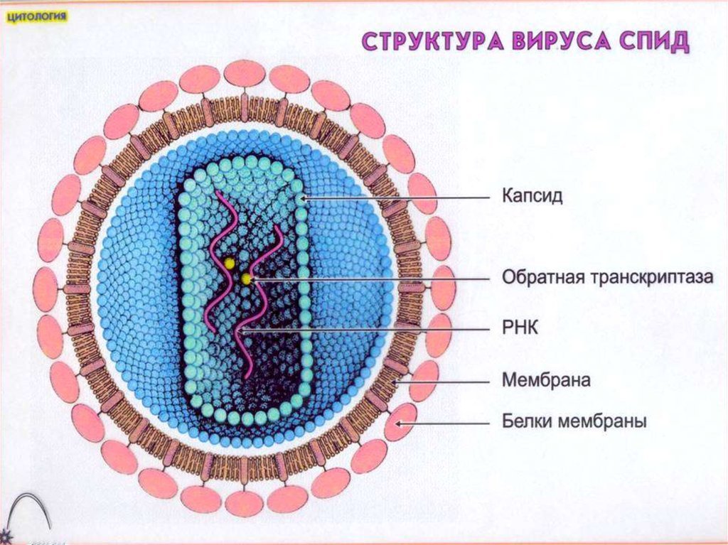 Вич биология. ВИЧ строение вируса биология. Строение вируса биология 5. Строение клетки вируса СПИДА. Строение вируса ВИЧ рисунок.