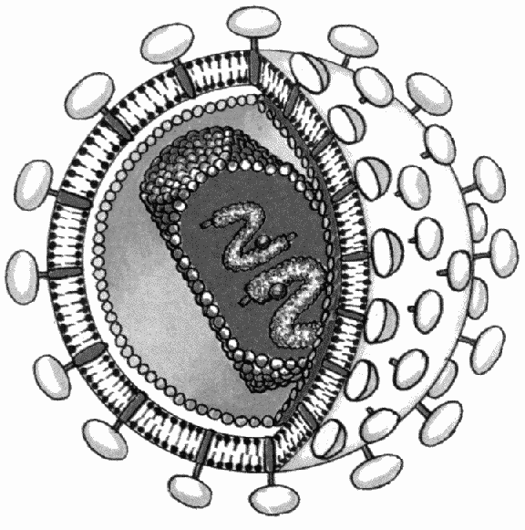 Строение вируса иммунодефицита человека (ВИЧ)