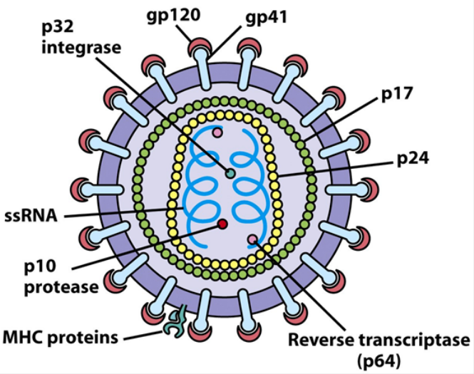 Антигены вируса иммунодефицита человека. Схема строения ВИЧ. ВИЧ структура вириона. Схема строения вириона ВИЧ. Строение ВИЧ вируса схема.