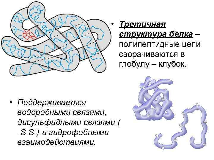 Белки соединение в цепи. Троичная структура белка глобула. Третичная структура белка это структура. Структура белка с водородными связями. Состав третичной структуры белка.