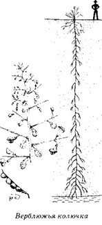 Верблюжья колючка обыкновенная строение