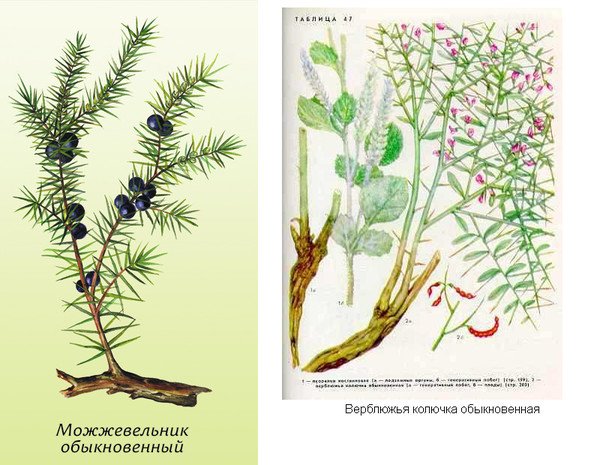 Верблюжья колючка рисунок