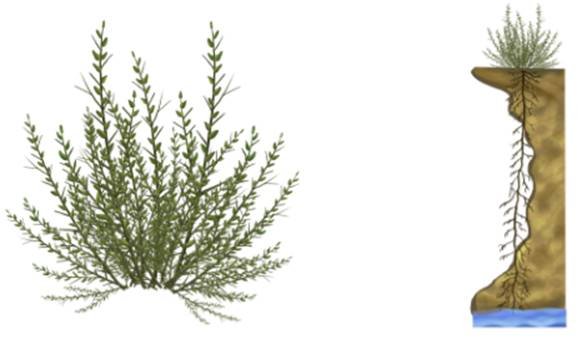 Верблюжья колючка