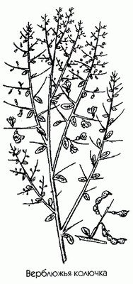 Верблюжья колючка рисунок