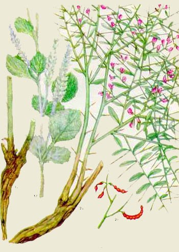 Псоралея костянковая Ботаническая иллюстрация