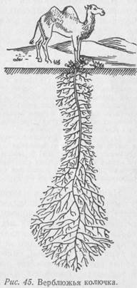 Верблюжья колючка корень