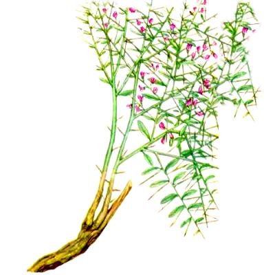 Янток усимлиги