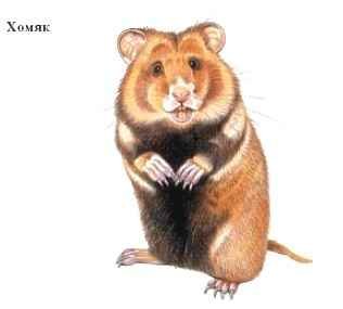 Хомяк обыкновенный на белом фоне