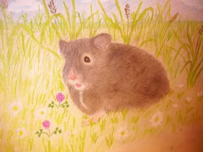 Рисование хомяк в старшей группе