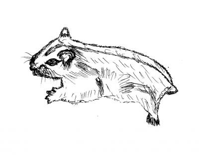 Джунгарский хомяк раскраска