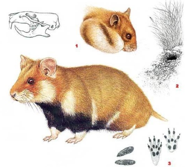 Хомяк обыкновенный ареал