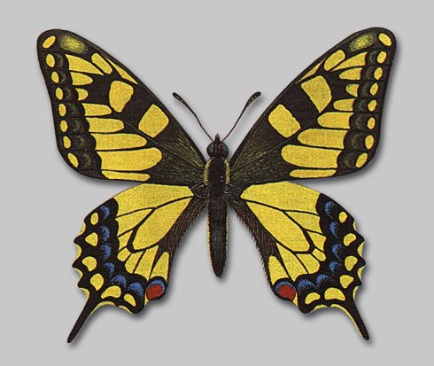 Рисуем бабочку Махаон