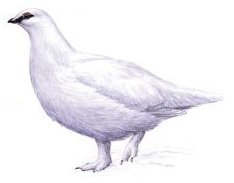 Полярная куропатка на белом фоне