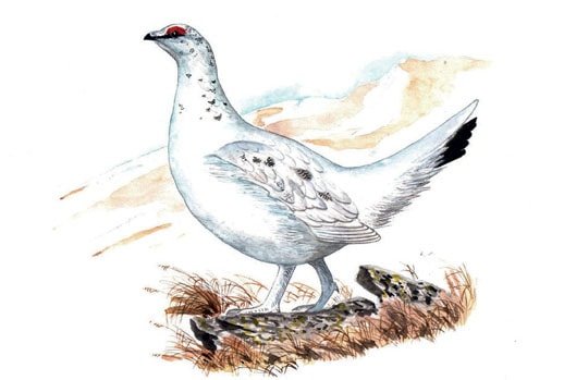 Тайна ночного леса Бианки