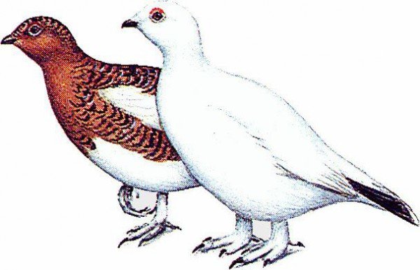 Белая куропатка для детей