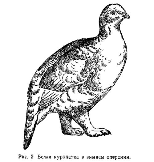 Куропатка раскраска