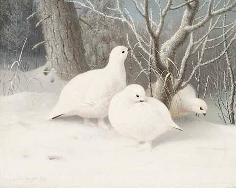 Стаи белых куропаток