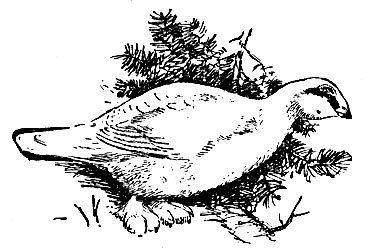 Тундряная куропатка