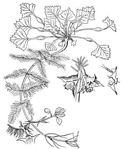 Раскраска водяной орех плавающий (Чилим)