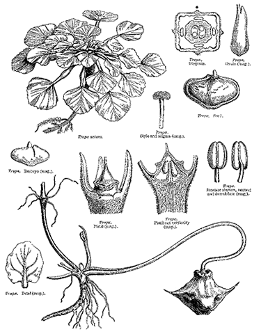 Орех водяной