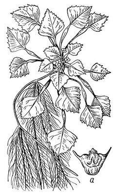 Водяной орех раскраска