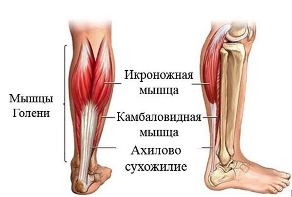 Камбаловидная мышца анатомия