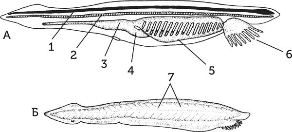 Бесчерепные ланцетник