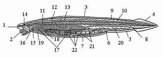 Эндостиль ланцетника