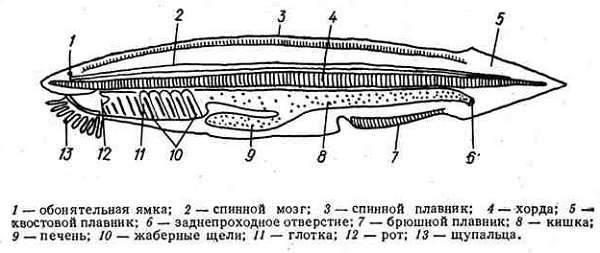 Ланцетник без подписей
