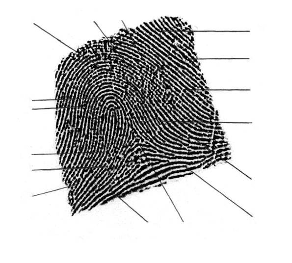 Типы и виды узоров отпечатков пальцев