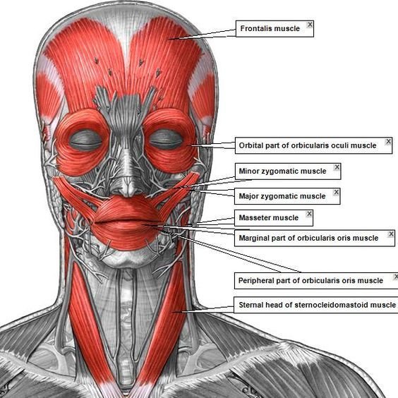 Мышцы лица